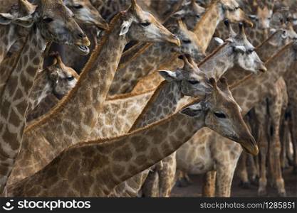 flock of african giraffe on sawanna field