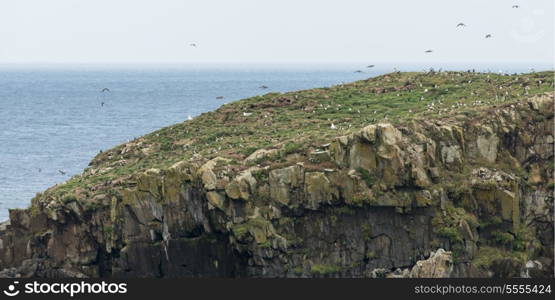 Flock of Atlantic Puffin birds at coast, Little Catalina, North Bird Island, Bonavista Peninsula, Newfoundland And Labrador, Canada