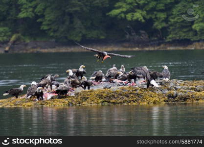 Flock of bald eagles on an island, Skeena-Queen Charlotte Regional District, Haida Gwaii, Graham Island, British Columbia, Canada