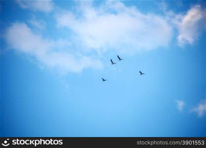 flock of birds against the sky with clouds