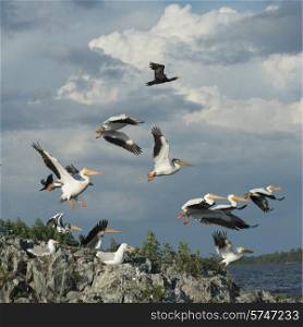 Flock of birds at coast, Lake of The Woods, Ontario, Canada