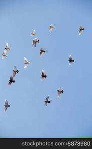 Flock of birds fly in a blue sky