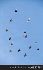 Flock of birds fly in a blue sky