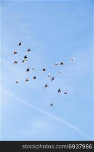 Flock of birds fly in a blue sky