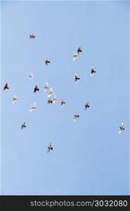 Flock of birds fly in blue sky. Flock of birds fly in a blue sky