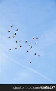 Flock of birds fly in blue sky. Flock of birds fly in a blue sky