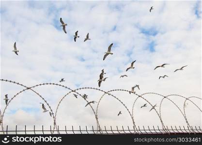 Flock of birds fly in the sky over fences. Flock of birds seen flying in the sky over fences