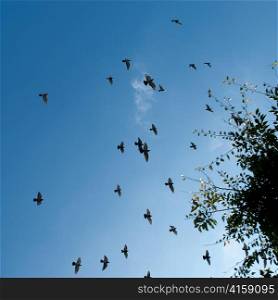 Flock of birds flying around a tree in Yongdusan Park, Jung-gu, Busan, Yeongnam, South Korea