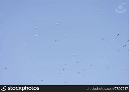 flock of birds flying high