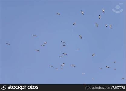 flock of birds flying high