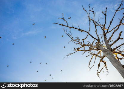 Flock of birds flying in bright blue sky and dead trees, wildlife nature concept.