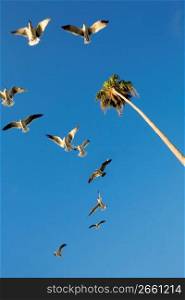 Flock of birds flying in sky with palm tree, low angle view