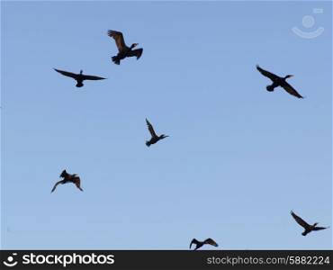 Flock of birds flying in the sky, Lake Of The Woods, Ontario, Canada