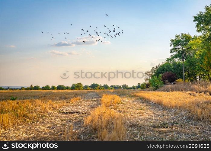 Flock of birds flying over field of mown wheat. Birds over field