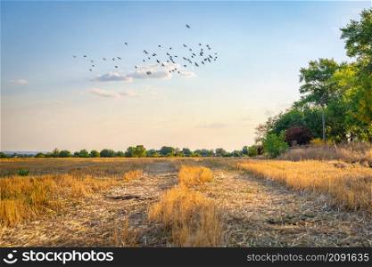 Flock of birds flying over field of mown wheat. Birds over field