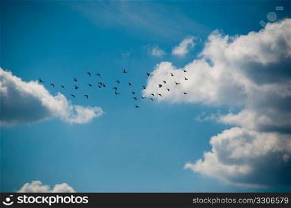Flock of birds in beautiful cloudy summer sky