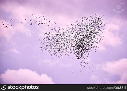 flock of birds in lilac autumn sky