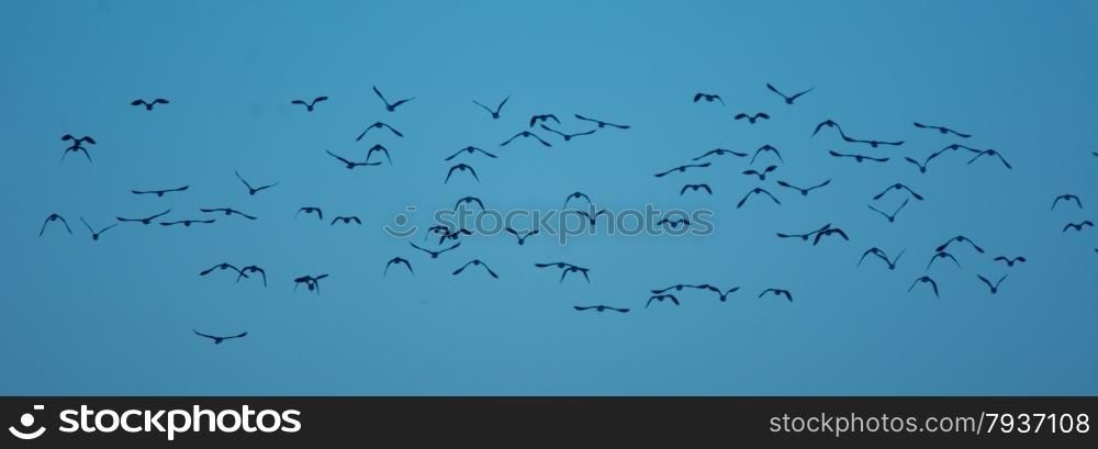 flock of birds in panaroma