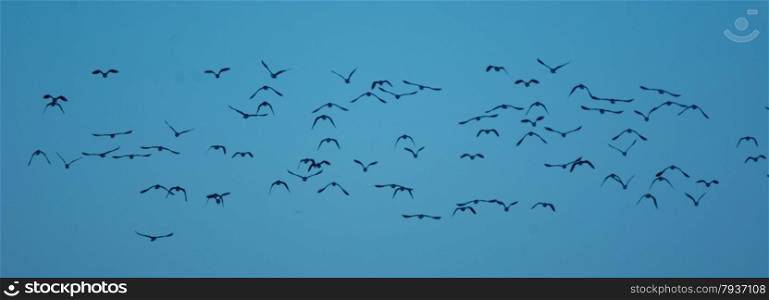 flock of birds in panaroma