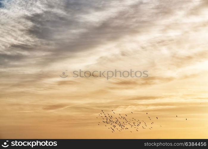 flock of birds in the clear sky near the sunset light and cloud