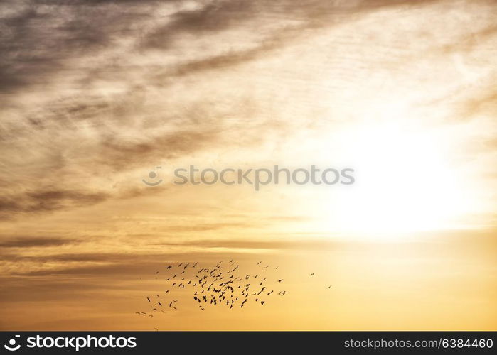 flock of birds in the clear sky near the sunset light and cloud