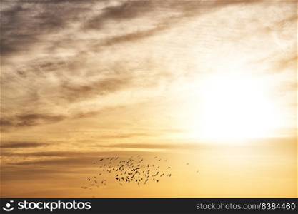 flock of birds in the clear sky near the sunset light and cloud