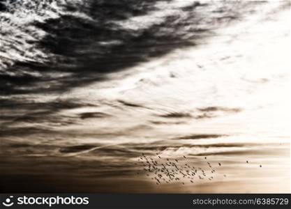 flock of birds in the clear sky near the sunset light and cloud