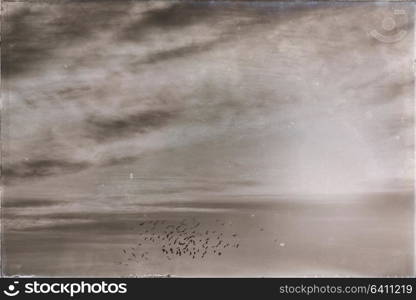 flock of birds in the clear sky near the sunset light and cloud