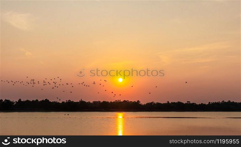 Flock of birds in the reservoir, shadow of sunset, seagull