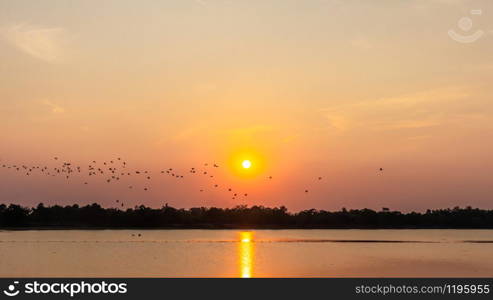 Flock of birds in the reservoir, shadow of sunset, seagull