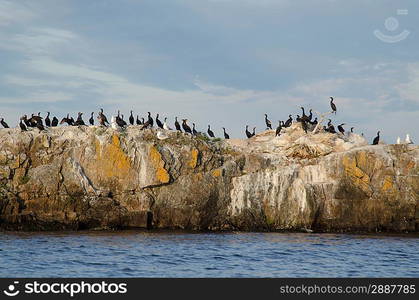 Flock of birds on an island, Lake of the Woods, Ontario, Canada