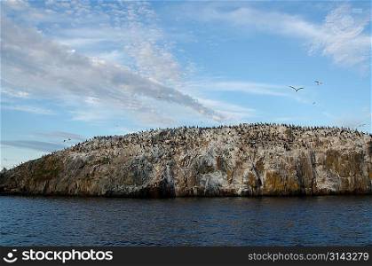 Flock of birds on an island, Lake of the Woods, Ontario, Canada