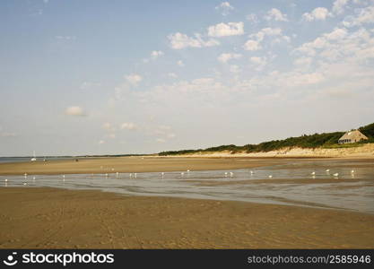 Flock of birds on the beach