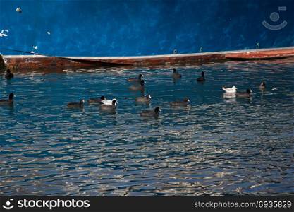 Flock of birds on water with a blue background