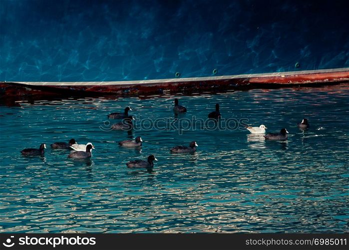 Flock of birds on water with a blue background