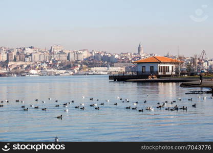 Flock of birds on water with water surface background