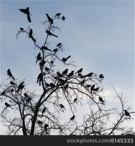 Flock of birds perching on tree, Dallas, Texas, USA