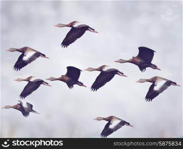 Flock of Black-bellied Whistling Ducks