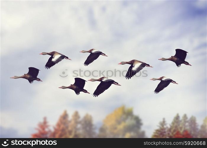 Flock of Black-bellied Whistling Ducks