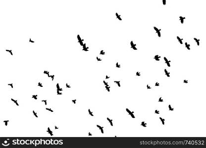 Flock of black bird shapes flying silhouetted against white background.