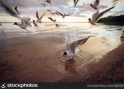 Flock of black-headed gulls (Chroicocephalus ridibundus) on the beach at sunset