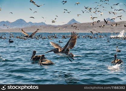 Flock of brown pelicans on feeding. Baja California, Gulf of California, Mexico