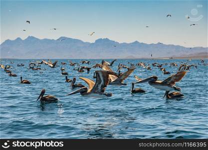Flock of brown pelicans on feeding. Baja California, Gulf of California, Mexico