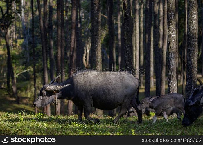 flock of buffalo family in pine wood