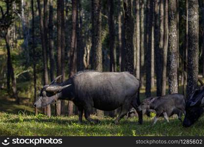 flock of buffalo family in pine wood