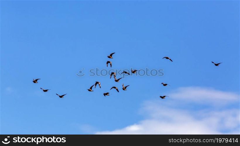 Flock of Burchell&rsquo;s Sandgrouse flying in blue sky in Kgalagadi transfrontier park, South Africa; specie Pterocles burchelli family of Pteroclidae. Burchell&rsquo;s Sandgrouse in Kgalagadi transfrontier park, South Africa
