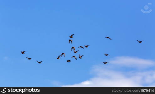 Flock of Burchell&rsquo;s Sandgrouse flying in blue sky in Kgalagadi transfrontier park, South Africa; specie Pterocles burchelli family of Pteroclidae. Burchell&rsquo;s Sandgrouse in Kgalagadi transfrontier park, South Africa