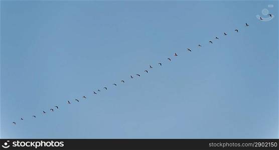 Flock of Canada Geese flying in a row in the sky, Lake of the Woods, Ontario, Canada