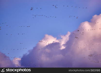 flock of Canada gooses in the evening