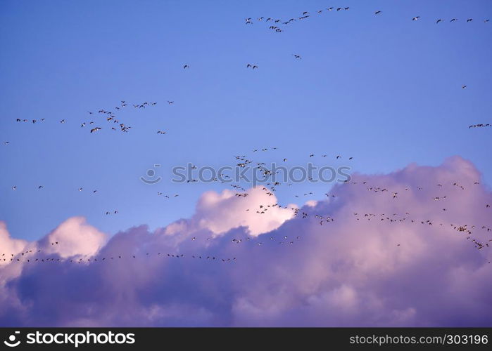 flock of Canada gooses in the evening